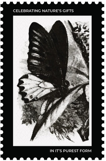 VIROOT origin stamp — Vanilla Beans