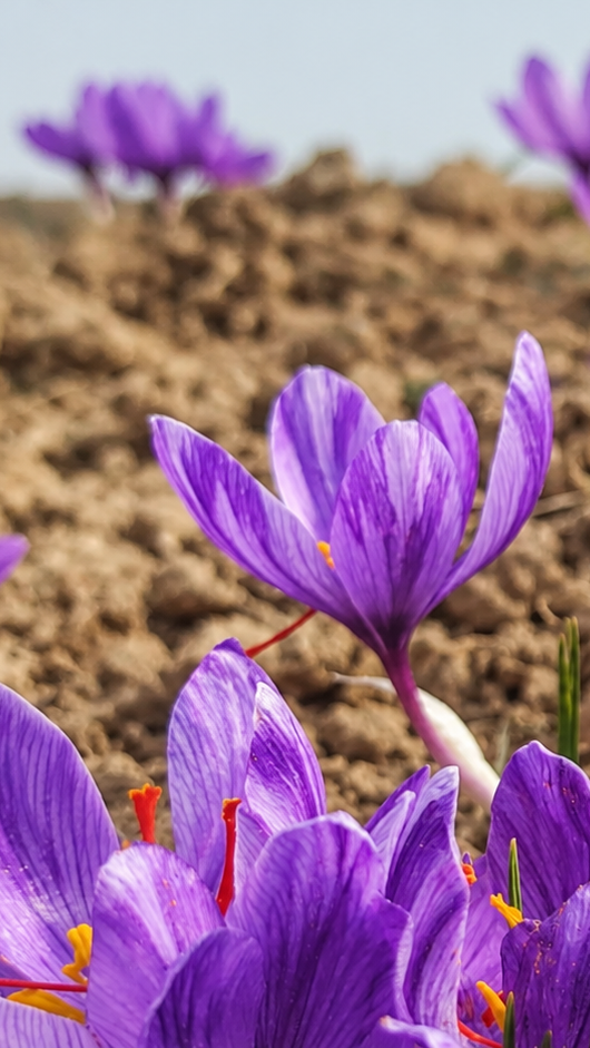 Kashmir Saffron (Mongra Grade)