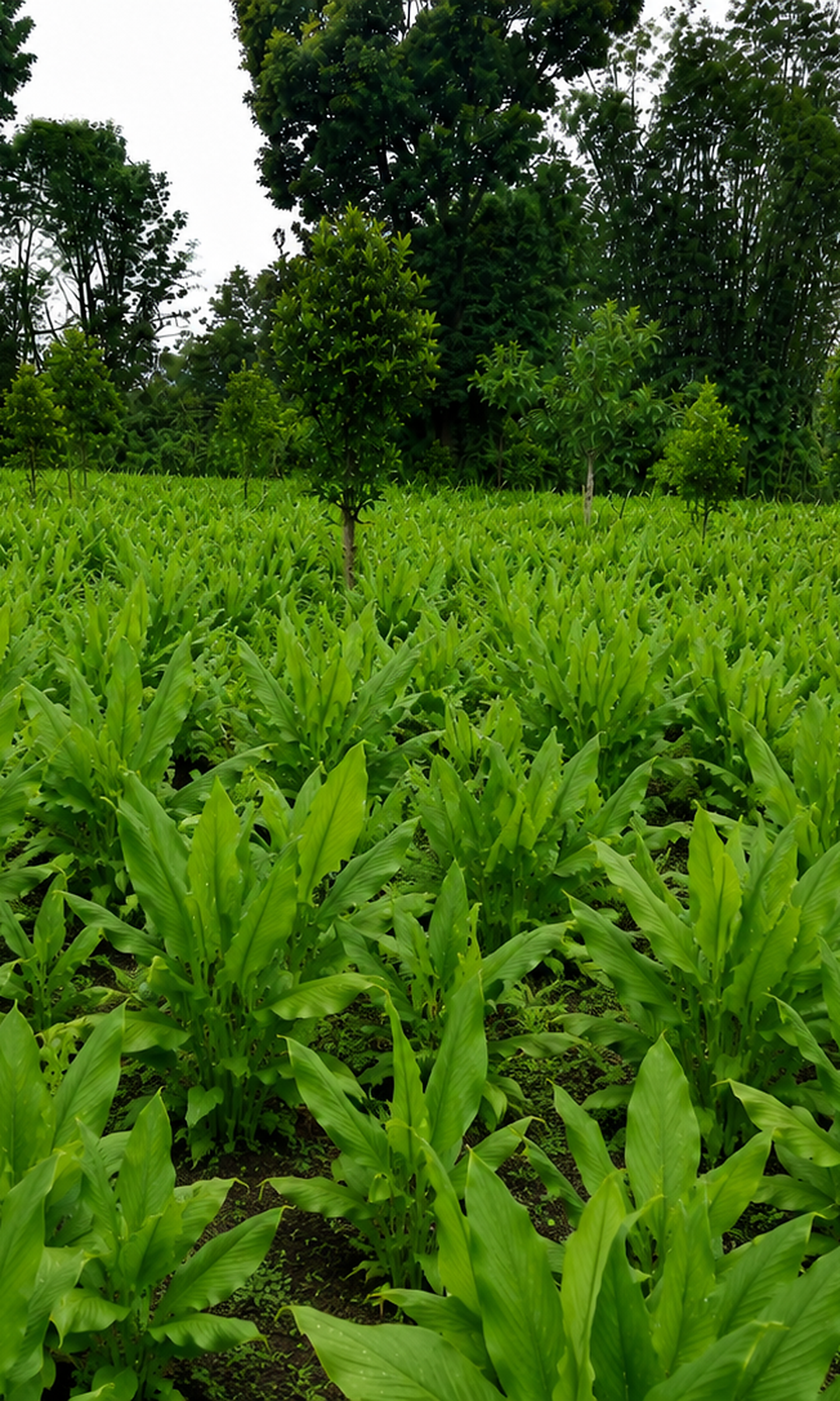 Lakadong Turmeric (Curcumin 10+)