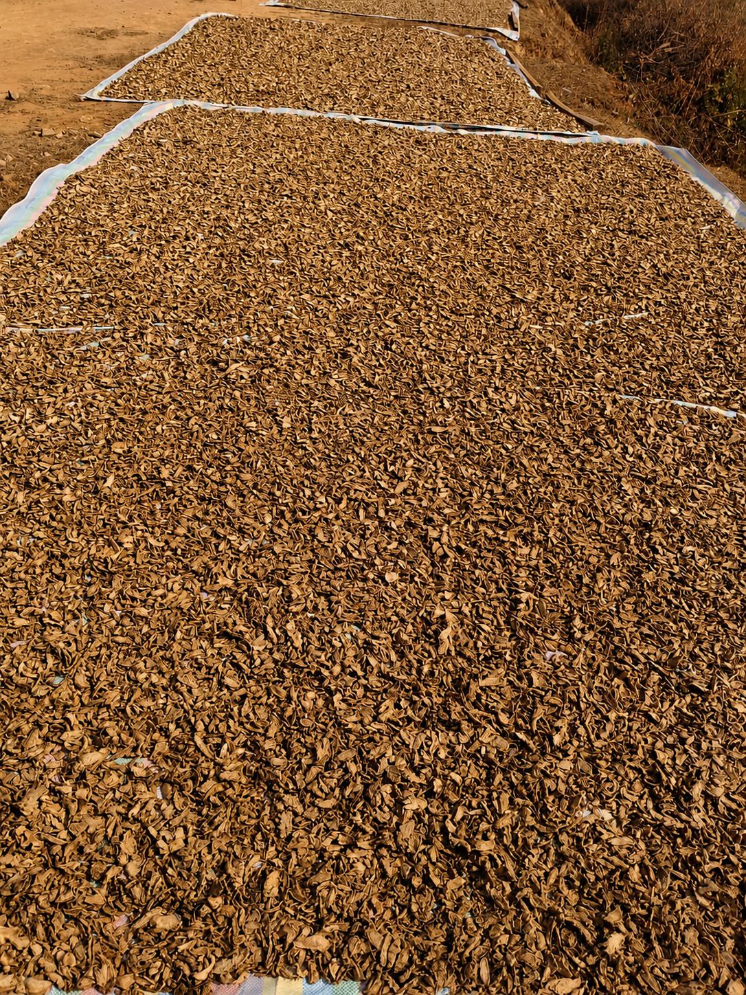 Lakadong Turmeric (Curcumin 10+)