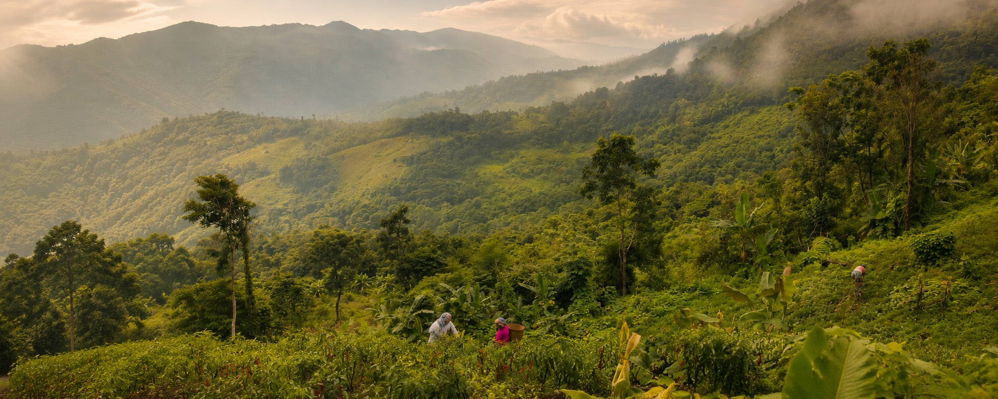 Farmers working a hillside plot at sunrise, Northeast India