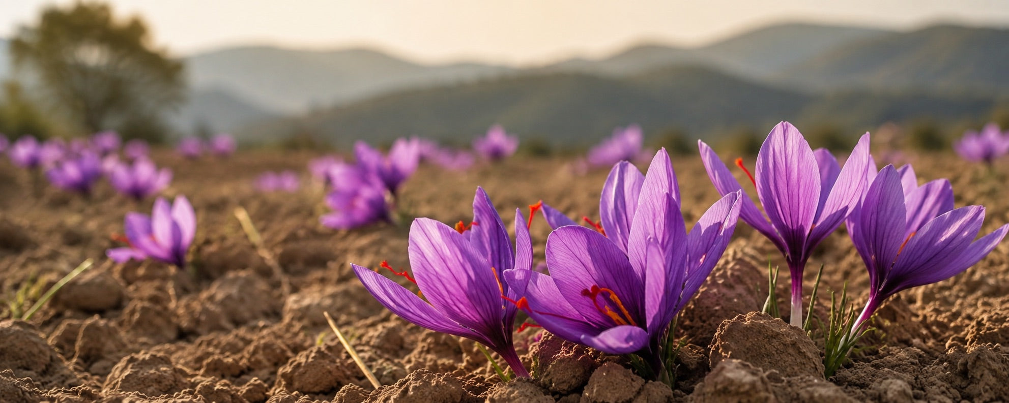 Saffron crocus flowers in tilled soil at first light, red stigmas visible