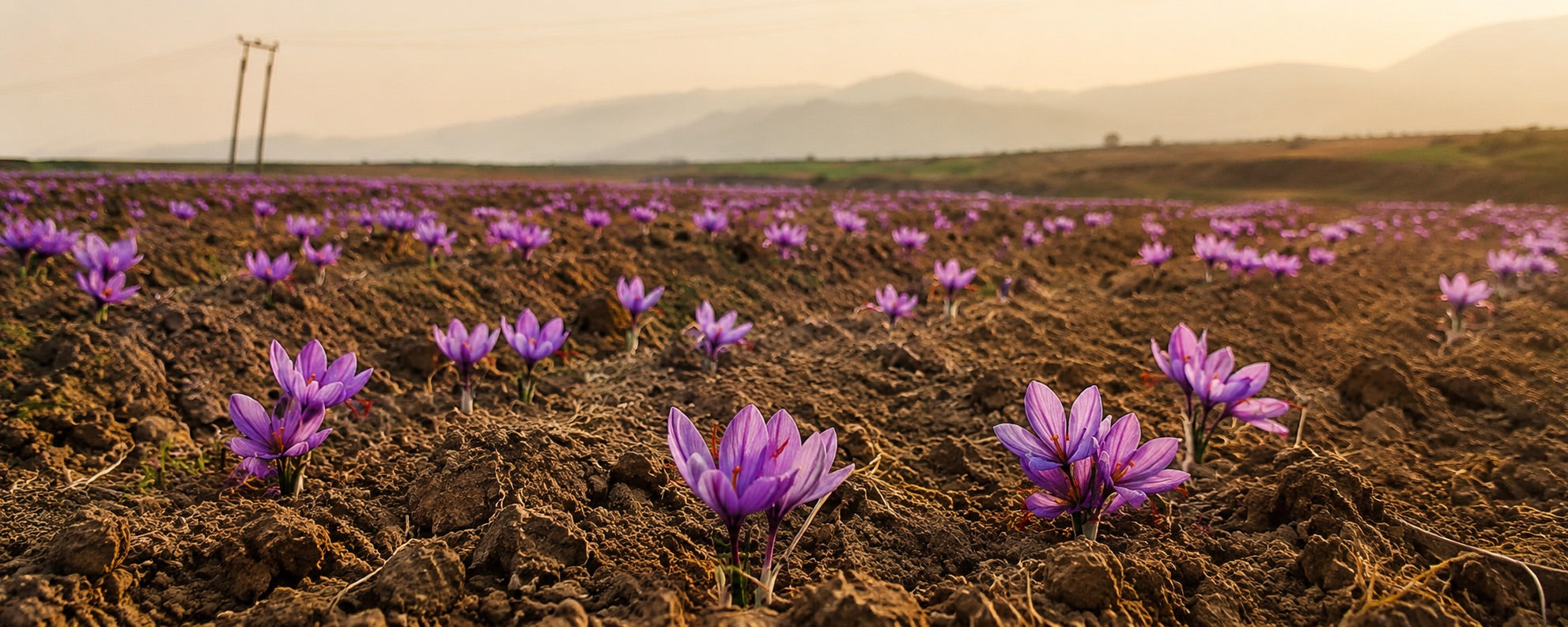 A saffron field in flower at sunrise, purple crocus across tilled earth