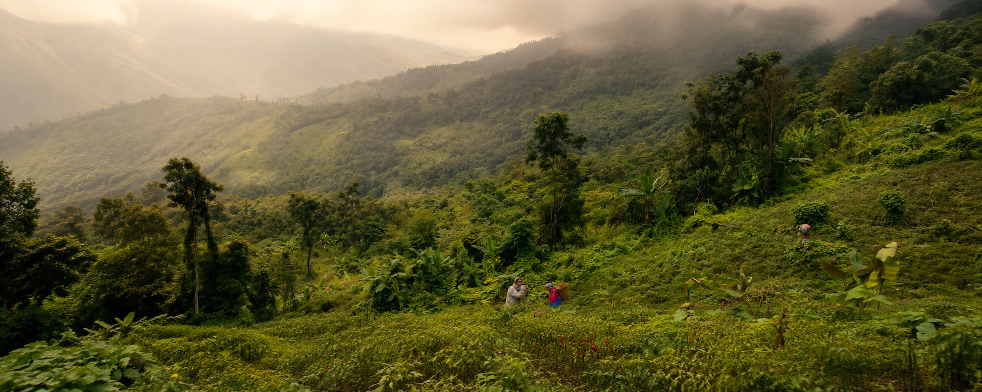 A misty hillside plot at dawn, farmers working among the rows, Northeast India