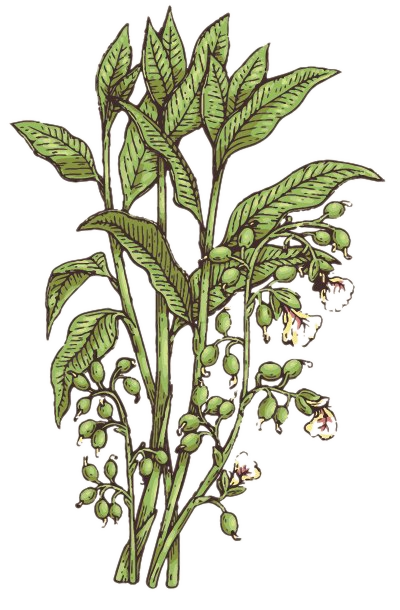 Watercolor illustration of the large cardamom plant