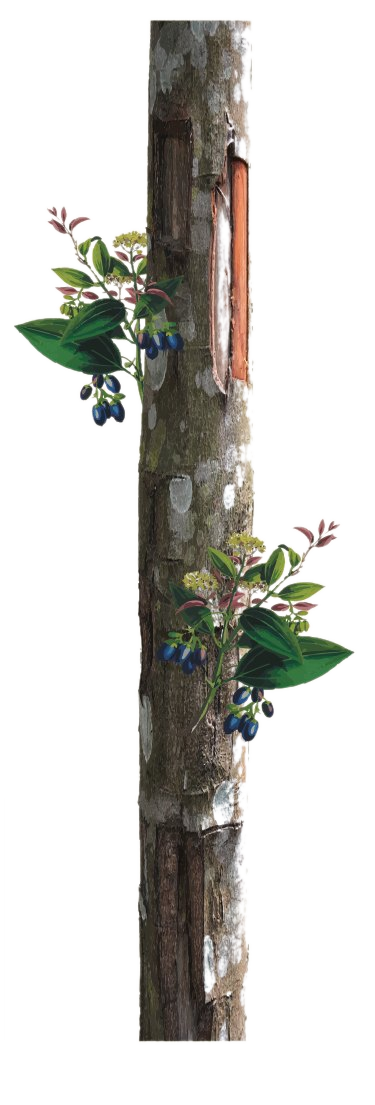 Watercolor illustration of the cinnamon tree