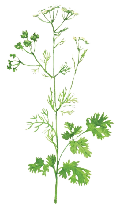 Watercolor illustration of the coriander plant