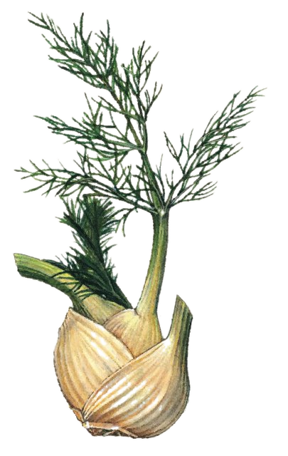 Watercolor illustration of the fennel plant
