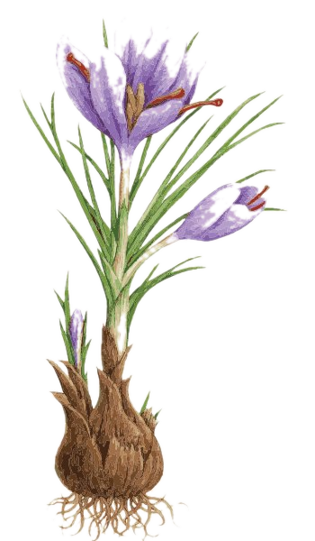 Watercolor illustration of the saffron crocus
