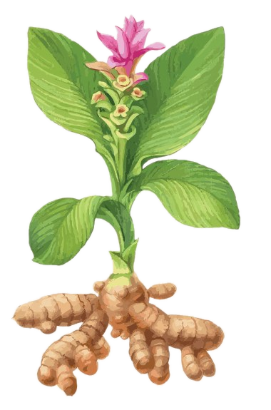 Watercolor illustration of the turmeric plant