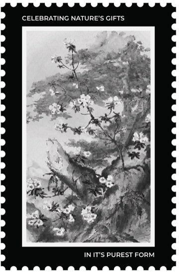 VIROOT origin stamp — Black Cardamom