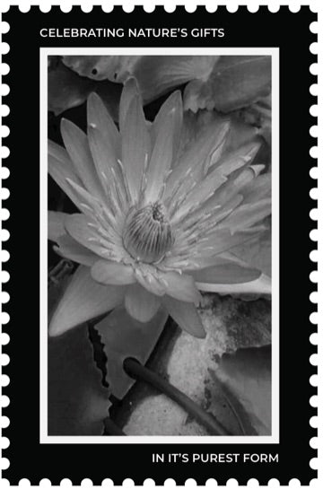 VIROOT origin stamp — Ceylon Cinnamon